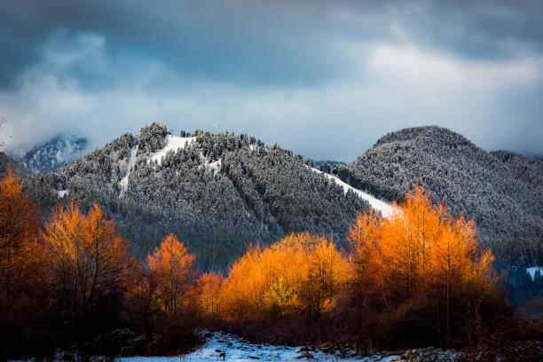 istock sunrise trees foot of the mountains 1220402438