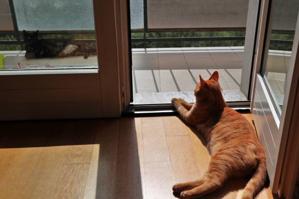 istock Cats in the sun on the balcony 1220403378