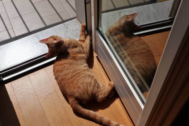 istock Cat on the parquet in the sun 1220403554