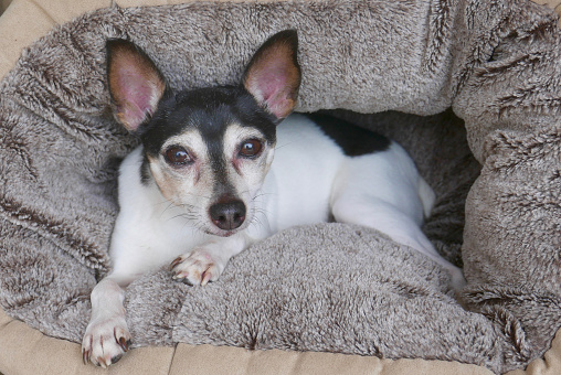 Tricolor, small toy fox terrier dog relaxing on a cushion