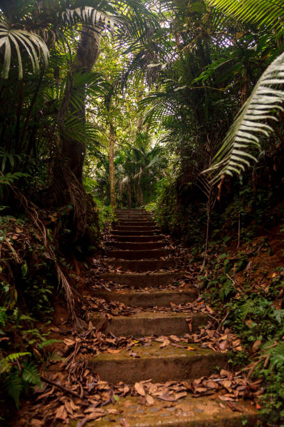 istock Botanic Garden at Bedugul, Bali, Indonesia 1220405119