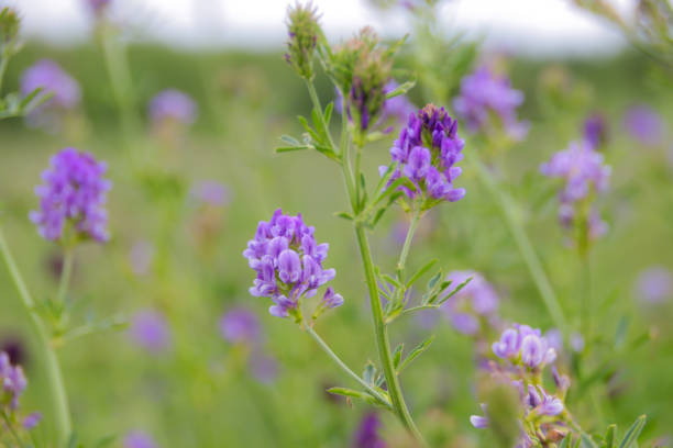 istock Wildflowers in a Bright Meadow in Alberta 1220405971