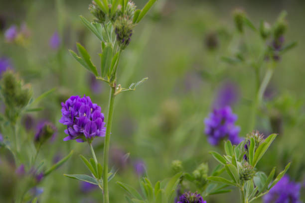 istock Wildflowers in a Bright Meadow in Alberta 1220406721