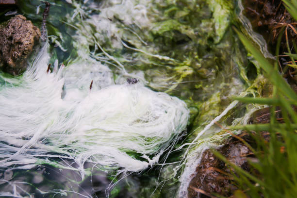 istock Bacteria Growth in Hot Springs Sulphur 1220407109