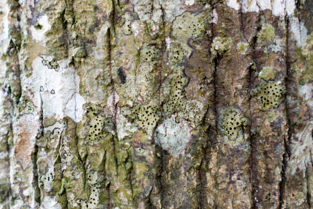 baumstämme sind ideal für den hintergrund - root paper black textured stock-fotos und bilder