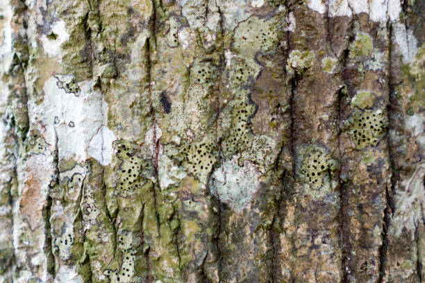 tree trunks are ideal for the background - root paper black textured imagens e fotografias de stock