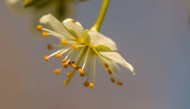 istock Close-up of cherry blossom 1220408403
