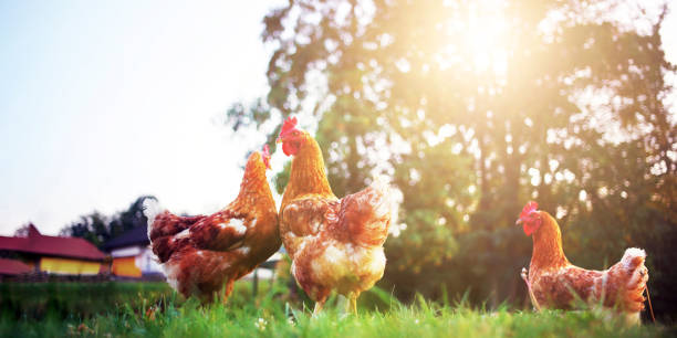 istock rooster, hen and chick nature organic range 1220408500
