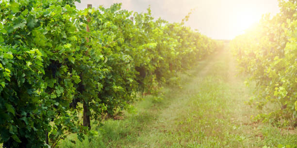 istock vine grape plantation in green field 1220408524