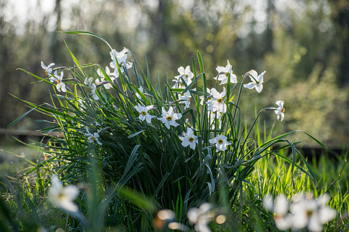 Narcissus es un género de floración predominantemente primaveral photo