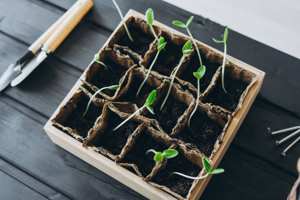 istock A wooden container with cucumber seedlings 1220410074