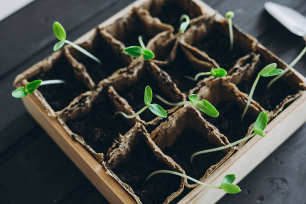 istock Close-up of cucumber seed seedlings 1220410110