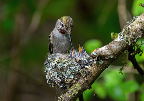 Female hummingbird feeding two baby in the nest