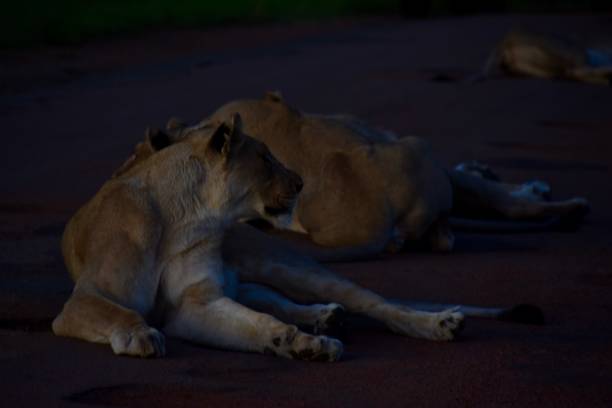 Lioness on the road A lioness sits up while lying on the road track in Pilanesberg National Park safari animals lion road scenics stock pictures, royalty-free photos & images