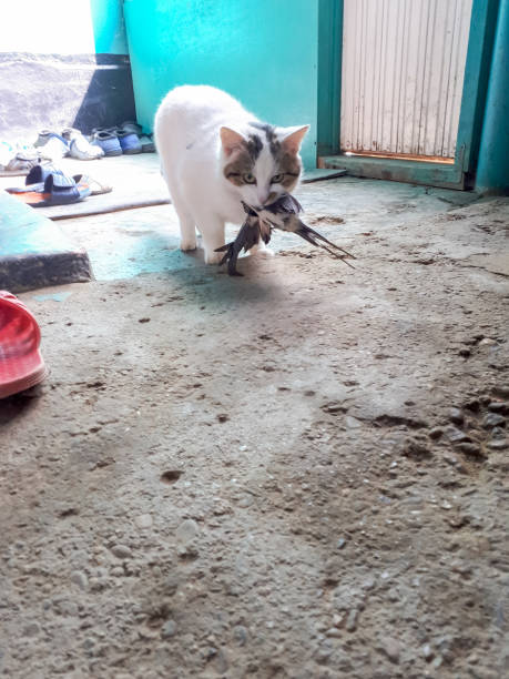 cat caught a swallow. The cat is eating a bird.