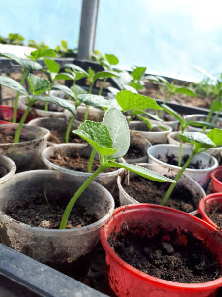 samen von gurken in gläsern im gewächshaus. - eggplant vegetable vegetable garden plant stock-fotos und bilder
