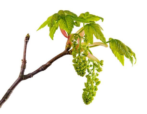 istock Buds, blossom and young leaves on maple branch 1220412193