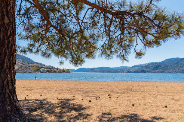 istock View of sandy beach, lake, mountains, and blue sky framed by old growth pine tree 1220412295