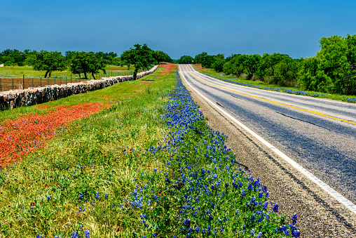 Bluebonnets and Indian Paintbrush lining a rural highway near Fredericksburg, Texas