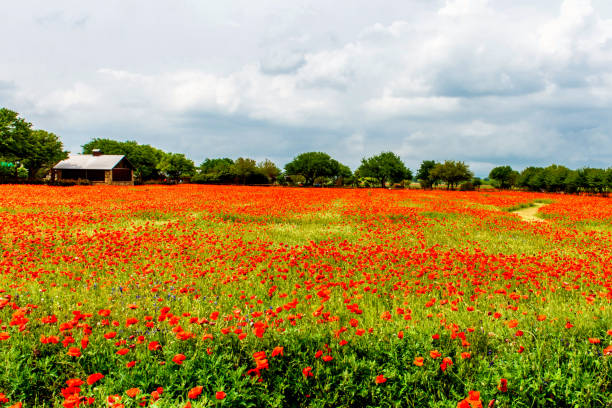 istock The Poppy Field 1220413116