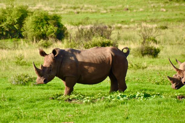 istock White Rhino in Pilanesberg 1220413364