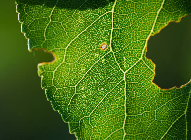 istock Close-up of green leaf on plant 1220413567