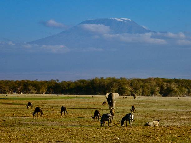 istock Kilimanjaro overlooks the wildlife 1220413647