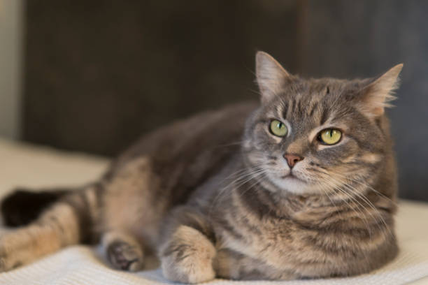 istock Domestic cat portrait 1220414287