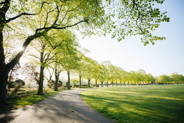 uk park o wschodzie słońca - trees urban zdjęcia i obrazy z banku zdjęć