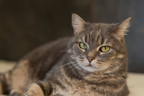 istock Domestic cat portrait 1220415424