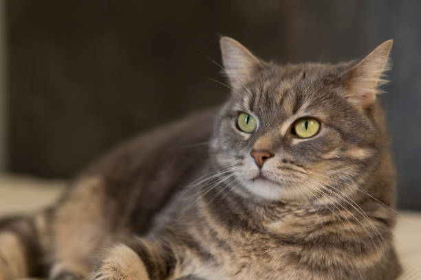 istock Domestic cat portrait 1220415450