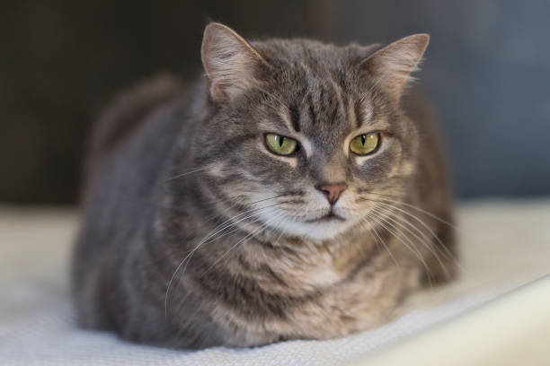 istock Domestic cat portrait 1220415460