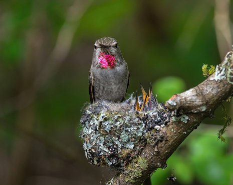 Female hummingbird with two baby in the nest
