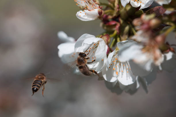 istock bee on a white flower on a tree.Bee picking pollen from cherry tree flower.Bee on cherry tree blossom.Honeybee collecting pollen at a white flower blossom 1220415775