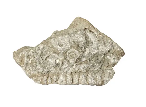 Animal head shape piece of limestone with embedded fossils, isolated on white.