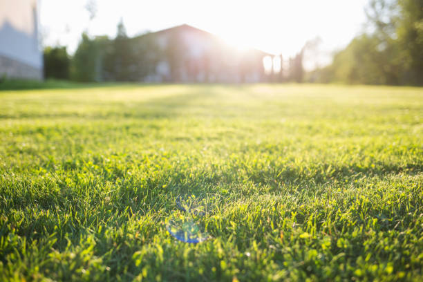 green lawn at home. On a Sunny summer day. lawn at home. On a Sunny summer day grass family photos stock pictures, royalty-free photos & images