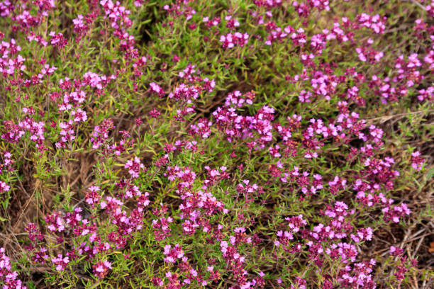 istock Purple wild thyme flowers on a meadow 1220418522