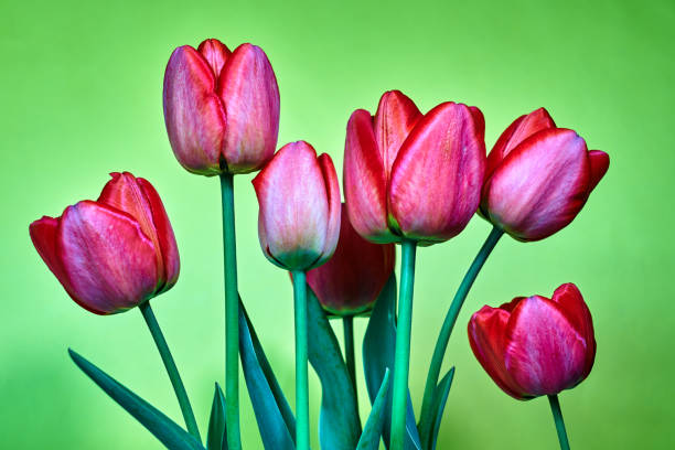 istock A series of red tulips 1220419479