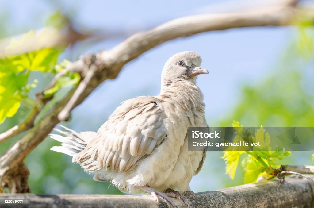 Wild young common wood pigeon Very wild young common wood pigeon standing on a branch in nature by day Animal Stock Photo