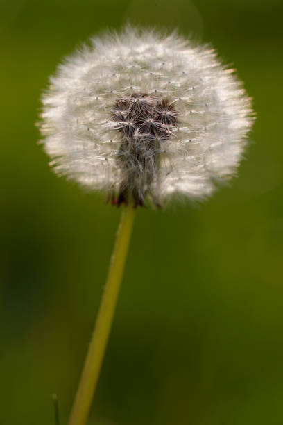 istock Close-up of dandelion plant 1220420141