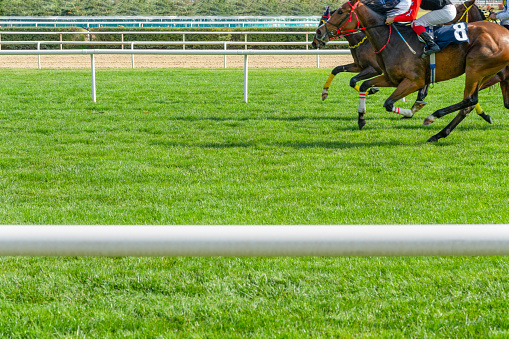 Horses competing on the grass