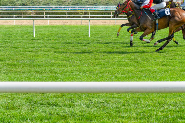 cavalos competindo na grama - british racing green - fotografias e filmes do acervo