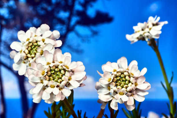 white flowers Evergreen  candytuft flower blooming in spring in the meadow