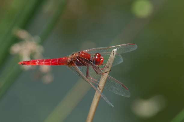 istock Male scarlet dragonfly on a plant stem. 1220421304