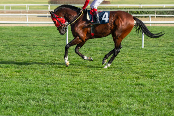 istock Race horse running 1220421344