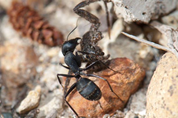 Black Ant (Lasius niger) on the floor, macro photo