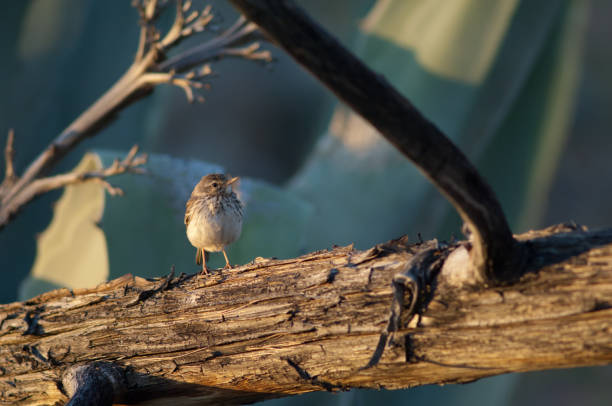 istock Berthelot's pipit Anthus berthelotii on a fallen trunk. 1220421724