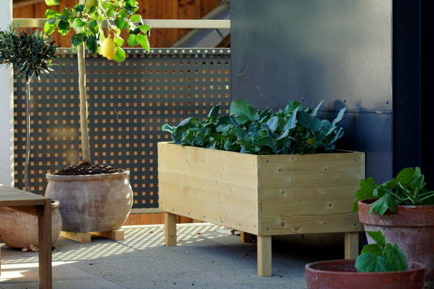 letto rialzato in legno fatto a mano con verdure in crescita su un balcone - kohlrabi turnip cultivated vegetable foto e immagini stock