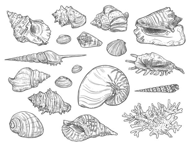mercanlar ve deniz kabukları izole skeçler - sarmal deniz kabuğu illüstrasyonlar stock illustrations