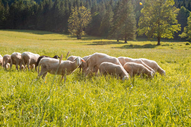 istock Sheep Grazing in a Meadow 1220423072